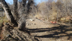 The banks of Oak Creek cluttered with trees and debris